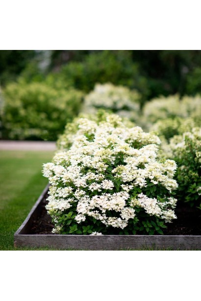 Гортензія Лівінг Тач оф Пінк групова посадка на клумбі